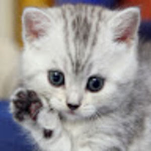 Meet your Posher, Stella